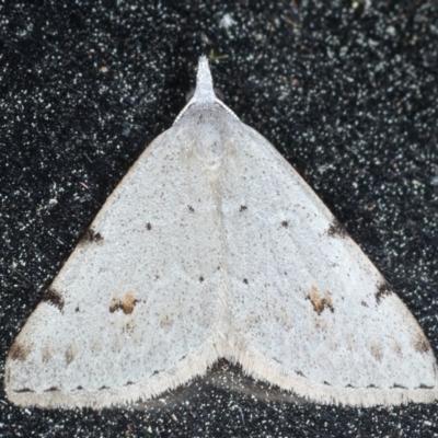 Dichromodes estigmaria (Pale Grey Heath Moth) at Rosedale, NSW - 7 Sep 2024 by jb2602