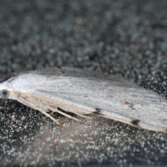 Dichromodes estigmaria at Rosedale, NSW - 8 Sep 2024