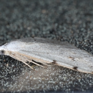 Dichromodes estigmaria at Rosedale, NSW - 8 Sep 2024