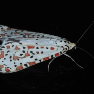 Utetheisa pulchelloides at Rosedale, NSW - 8 Sep 2024 12:34 AM