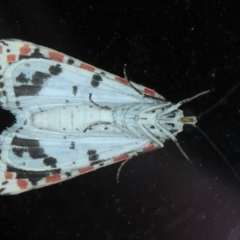 Utetheisa pulchelloides at Rosedale, NSW - 8 Sep 2024 12:34 AM