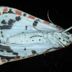 Utetheisa pulchelloides at Rosedale, NSW - 8 Sep 2024