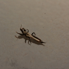 Phlaeothripidae sp. (family) (A thrip) at Macgregor, ACT - 3 Sep 2024 by NateKingsford