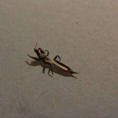 Phlaeothripidae sp. (family) at Macgregor, ACT - 3 Sep 2024 by NateKingsford