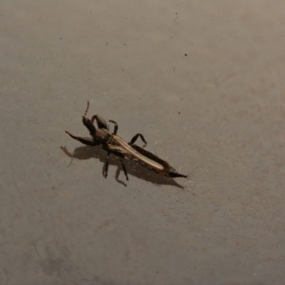 Phlaeothripidae sp. (family) (A thrip) at Macgregor, ACT - 3 Sep 2024 by NateKingsford
