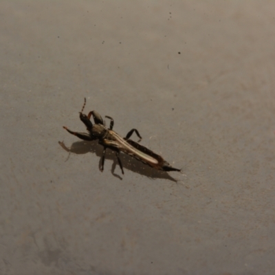 Phlaeothripidae sp. (family) at Macgregor, ACT - 3 Sep 2024 by NateKingsford