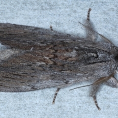 Destolmia lineata (Streaked Notodontid Moth) at Rosedale, NSW - 7 Sep 2024 by jb2602