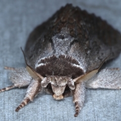 Destolmia lineata at Rosedale, NSW - 8 Sep 2024 12:51 AM