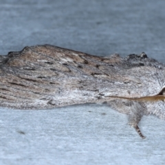 Destolmia lineata at Rosedale, NSW - 8 Sep 2024