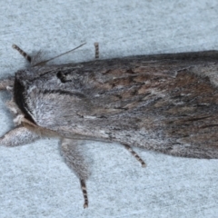 Destolmia lineata at Rosedale, NSW - 8 Sep 2024 12:51 AM