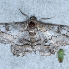 Cleora displicata (A Cleora Bark Moth (Boarmiini) at Rosedale, NSW - 8 Sep 2024 by jb2602
