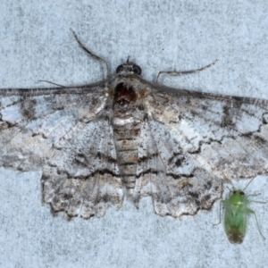 Cleora displicata at Rosedale, NSW - 8 Sep 2024 12:39 AM