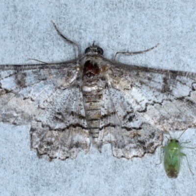 Cleora displicata (A Cleora Bark Moth (Boarmiini) at Rosedale, NSW - 8 Sep 2024 by jb2602