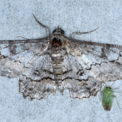 Cleora displicata (A Cleora Bark Moth) at Rosedale, NSW - 7 Sep 2024 by jb2602