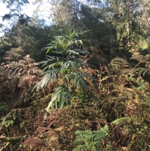 Solanum aviculare at Murrah, NSW - 8 Sep 2024