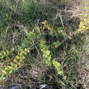 Lonicera fragrantissima at Hackett, ACT - 9 Sep 2024