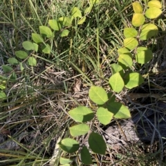 Lonicera fragrantissima at Hackett, ACT - 9 Sep 2024 10:11 AM