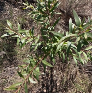 Hakea salicifolia subsp. salicifolia at Hackett, ACT - 9 Sep 2024