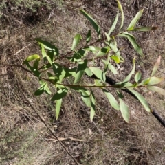 Hakea salicifolia subsp. salicifolia at Hackett, ACT - 9 Sep 2024 10:11 AM