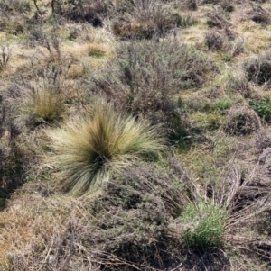 Nassella trichotoma at Hackett, ACT - 9 Sep 2024