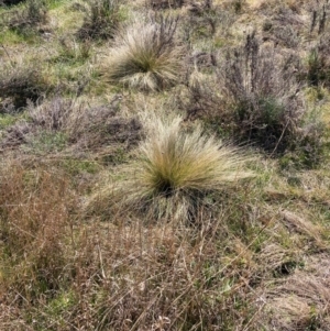 Nassella trichotoma at Hackett, ACT - 9 Sep 2024