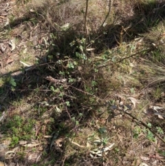 Rosa sp. (A Wild Rose) at Hackett, ACT - 9 Sep 2024 by waltraud