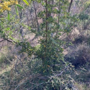 Pyracantha sp. at Hackett, ACT - 9 Sep 2024 11:24 AM