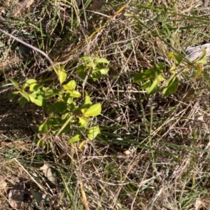 Ligustrum lucidum at Hackett, ACT - 9 Sep 2024 10:11 AM