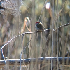 Neochmia temporalis (Red-browed Finch) at Bandiana, VIC - 8 Sep 2024 by Darcy