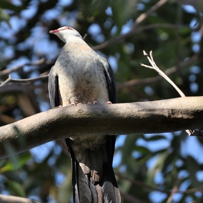 Columba leucomela (White-headed Pigeon) at Thirlmere, NSW - 8 Sep 2024 by Freebird