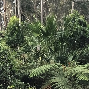 Livistona australis at Murrah, NSW - suppressed