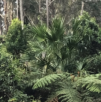 Livistona australis (Australian Cabbage Palm) at Murrah, NSW - 9 Sep 2024 by ludomcferran