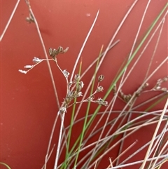 Juncus subsecundus at Dickson, ACT - 9 Sep 2024 03:56 PM