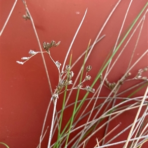 Juncus subsecundus at Dickson, ACT - 9 Sep 2024