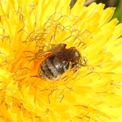 Lasioglossum (Chilalictus) lanarium (Halictid bee) at Kambah, ACT - 9 Sep 2024 by HelenCross