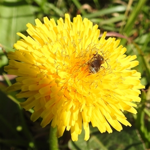 Lasioglossum (Chilalictus) lanarium at Kambah, ACT - 9 Sep 2024