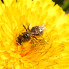 Lasioglossum (Chilalictus) lanarium at Kambah, ACT - 9 Sep 2024