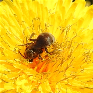 Lasioglossum (Chilalictus) lanarium at Kambah, ACT - 9 Sep 2024