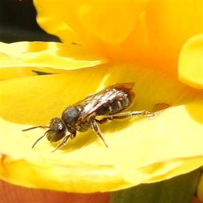 Lasioglossum (Chilalictus) sp. (genus & subgenus) (Halictid bee) at Kambah, ACT - 9 Sep 2024 by HelenCross