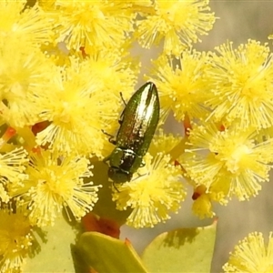 Melobasis obscurella at Kambah, ACT - 9 Sep 2024