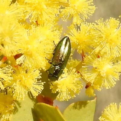 Melobasis obscurella (Obscurella jewel beetle) at Kambah, ACT - 9 Sep 2024 by HelenCross