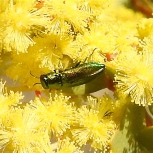 Melobasis obscurella at Kambah, ACT - 9 Sep 2024