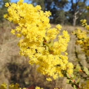 Acacia pravissima at Kambah, ACT - 9 Sep 2024