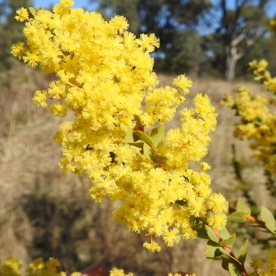 Acacia pravissima (Wedge-leaved Wattle, Ovens Wattle) at Kambah, ACT - 9 Sep 2024 by HelenCross