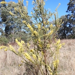 Acacia pravissima at Kambah, ACT - 9 Sep 2024