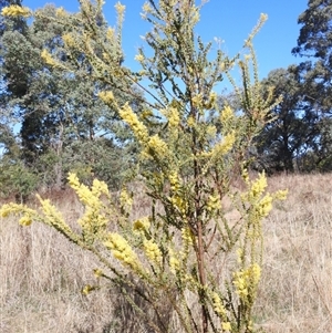 Acacia pravissima at Kambah, ACT - 9 Sep 2024 02:06 PM