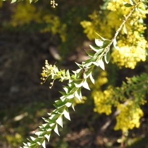 Acacia pravissima at Kambah, ACT - 9 Sep 2024