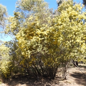 Acacia pravissima at Kambah, ACT - 9 Sep 2024