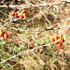 Dillwynia sp. Yetholme (P.C.Jobson 5080) NSW Herbarium at Kambah, ACT - 9 Sep 2024 by HelenCross