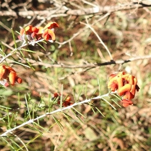 Dillwynia sp. Yetholme (P.C.Jobson 5080) NSW Herbarium at Kambah, ACT - 9 Sep 2024